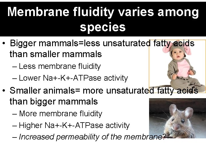 Membrane fluidity varies among species • Bigger mammals=less unsaturated fatty acids than smaller mammals