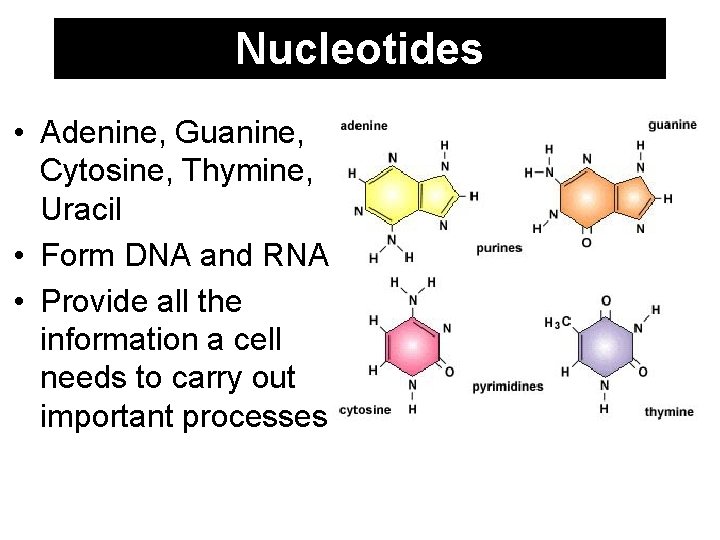 Nucleotides • Adenine, Guanine, Cytosine, Thymine, Uracil • Form DNA and RNA • Provide