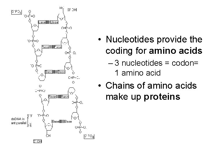  • Nucleotides provide the coding for amino acids – 3 nucleotides = codon=