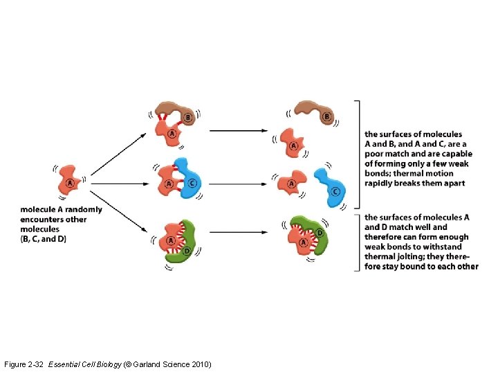 Figure 2 -32 Essential Cell Biology (© Garland Science 2010) 