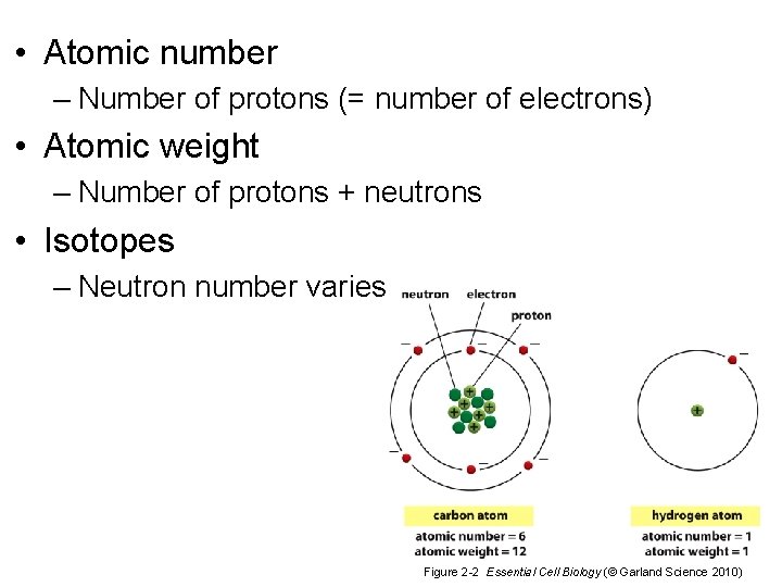  • Atomic number – Number of protons (= number of electrons) • Atomic