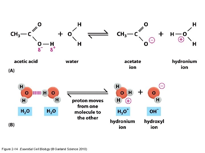 Figure 2 -14 Essential Cell Biology (© Garland Science 2010) 