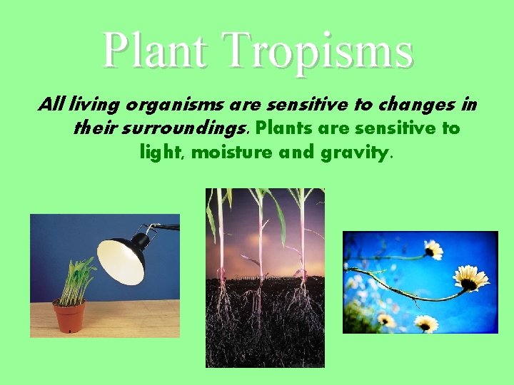 Plant Tropisms All living organisms are sensitive to changes in their surroundings. Plants are