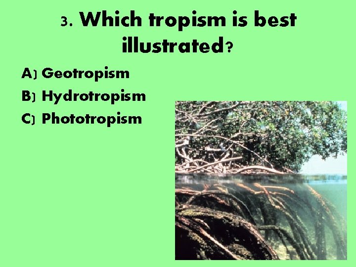 3. Which tropism is best illustrated? A) Geotropism B) Hydrotropism C) Phototropism 3. Which tropism is best illustrated? A) Geotropism B) Hydrotropism C) Phototropism