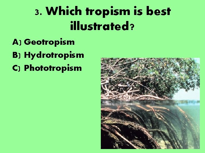3. Which tropism is best illustrated? A) Geotropism B) Hydrotropism C) Phototropism 