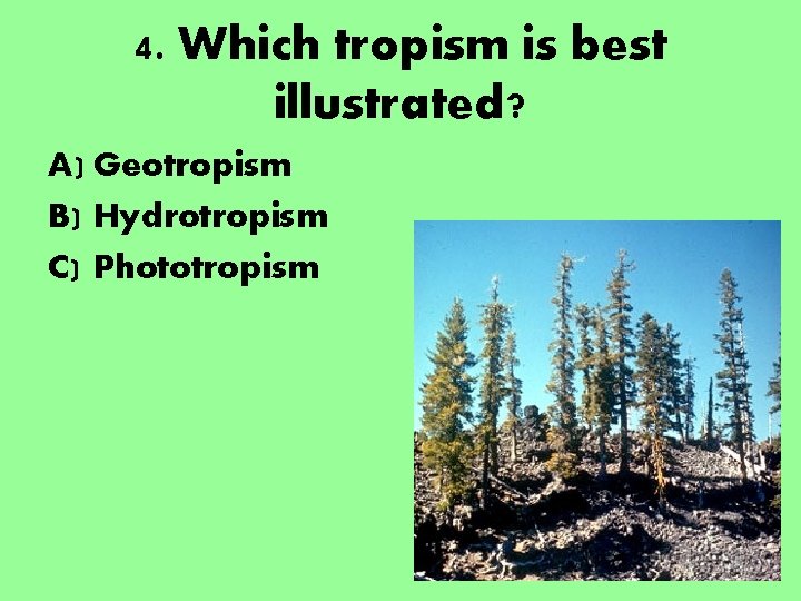 4. Which tropism is best illustrated? A) Geotropism B) Hydrotropism C) Phototropism 4. Which tropism is best illustrated? A) Geotropism B) Hydrotropism C) Phototropism