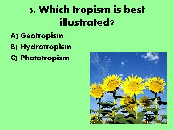 5. Which tropism is best illustrated? A) Geotropism B) Hydrotropism C) Phototropism 5. Which tropism is best illustrated? A) Geotropism B) Hydrotropism C) Phototropism