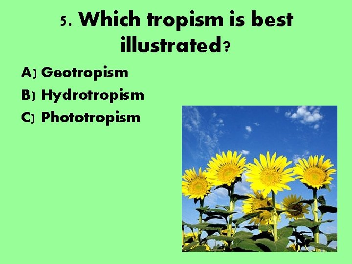 5. Which tropism is best illustrated? A) Geotropism B) Hydrotropism C) Phototropism 