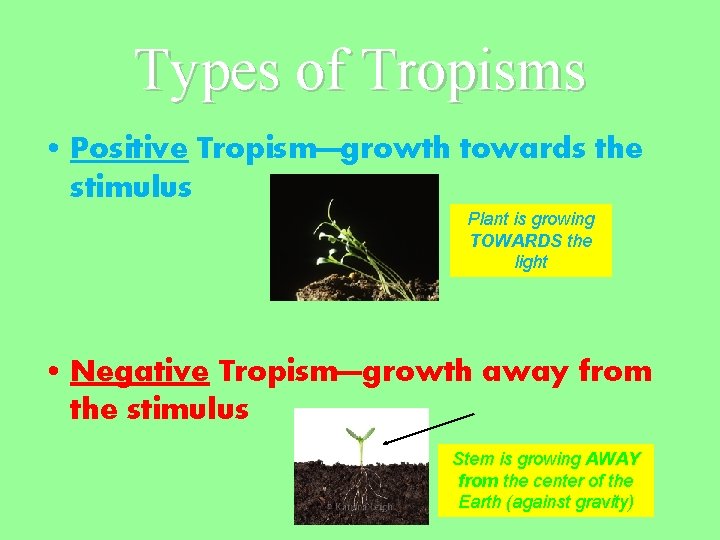 Types of Tropisms • Positive Tropism—growth towards the stimulus Plant is growing TOWARDS the