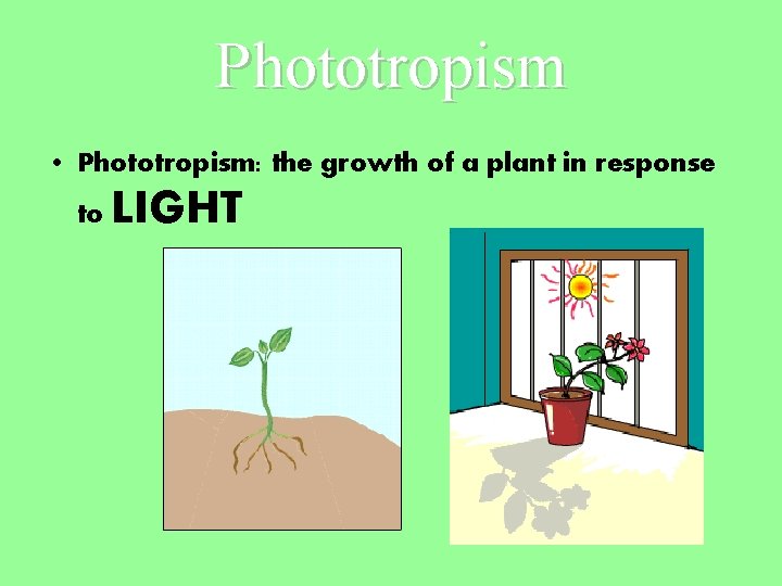 Phototropism • Phototropism: the growth of a plant in response to LIGHT 