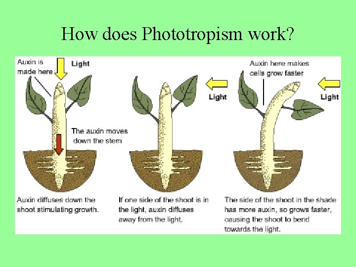 How does Phototropism work? 