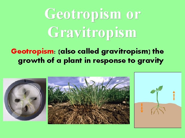 Geotropism or Gravitropism Geotropism: (also called gravitropism) the growth of a plant in response