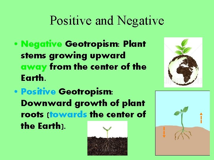 Positive and Negative • Negative Geotropism: Plant stems growing upward away from the center