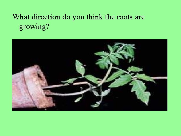 What direction do you think the roots are growing? What direction do you think the roots are growing?