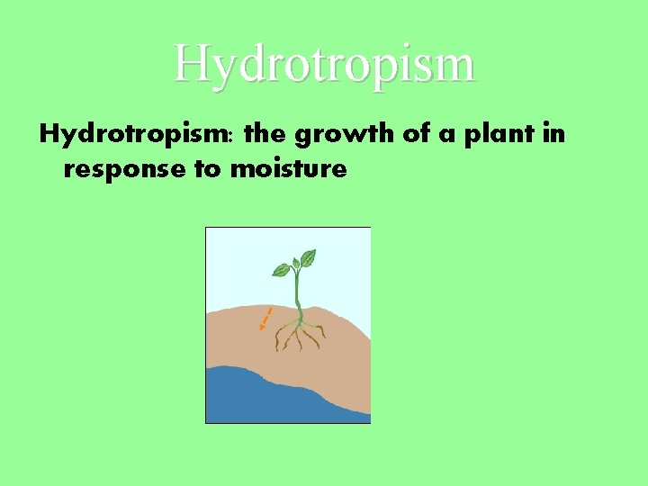 Hydrotropism: the growth of a plant in response to moisture Hydrotropism: the growth of a plant in response to moisture