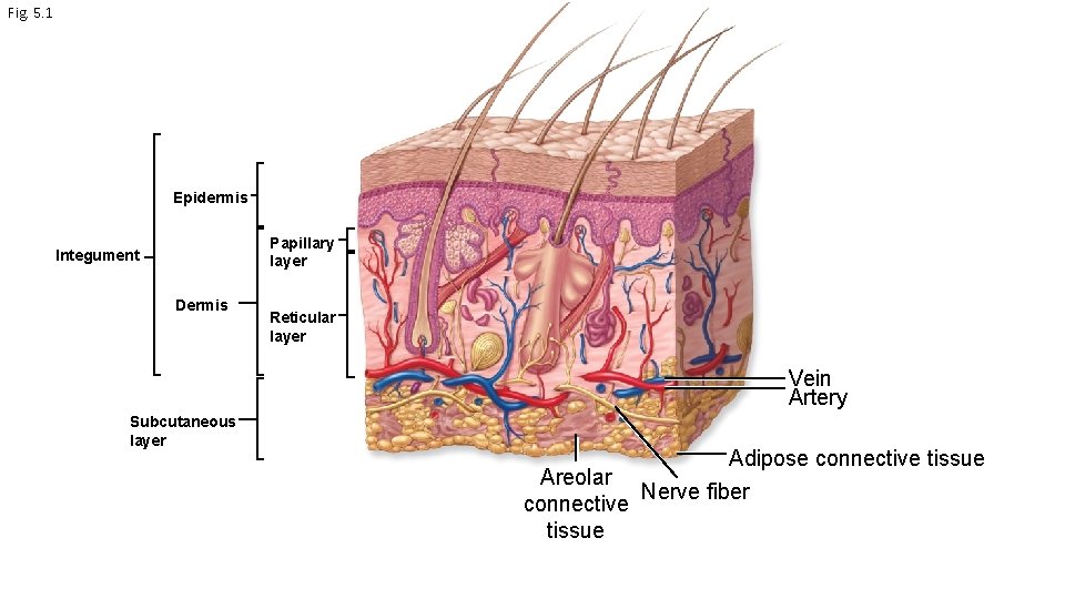 Fig. 5. 1 Epidermis Papillary layer Integument Dermis Reticular layer Vein Artery Subcutaneous layer