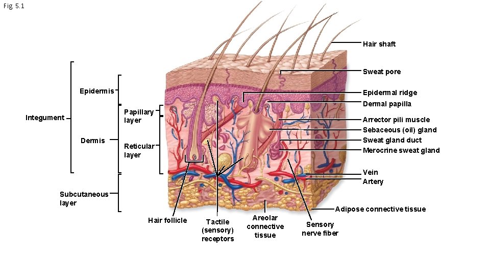 Fig. 5. 1 Hair shaft Sweat pore Epidermis Epidermal ridge Dermal papilla Papillary layer
