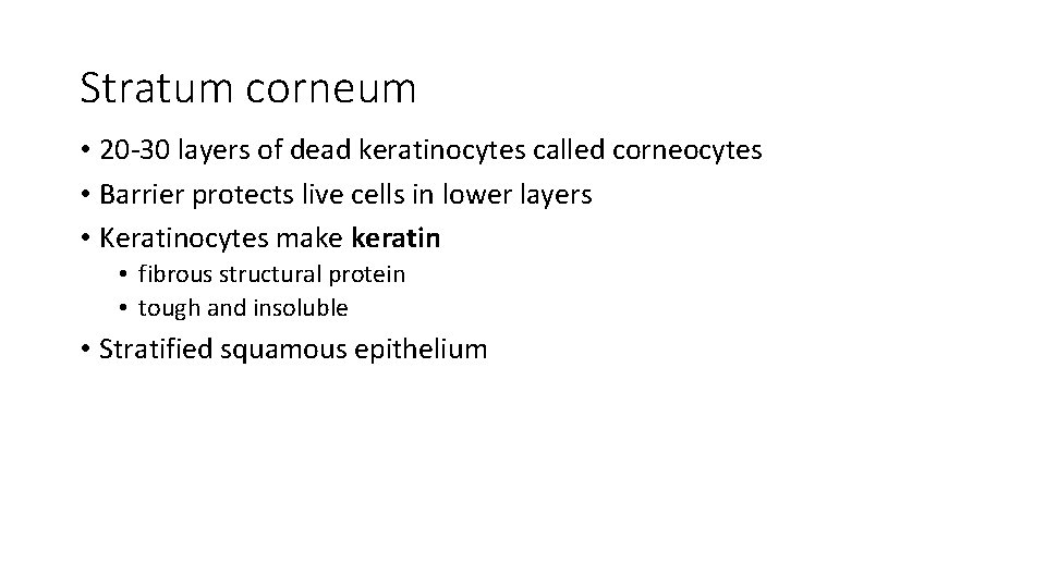Stratum corneum • 20 -30 layers of dead keratinocytes called corneocytes • Barrier protects