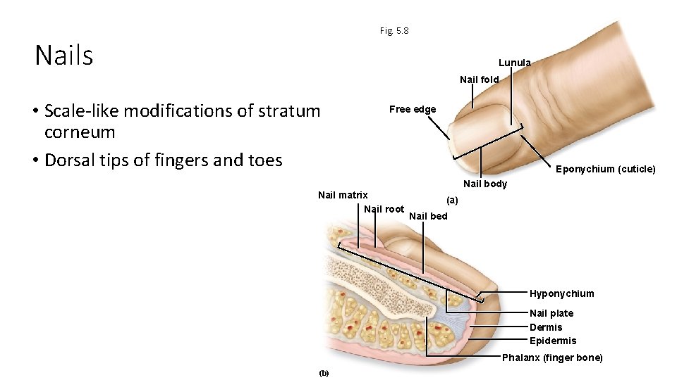 Fig. 5. 8 Nails Lunula Nail fold • Scale-like modifications of stratum corneum •