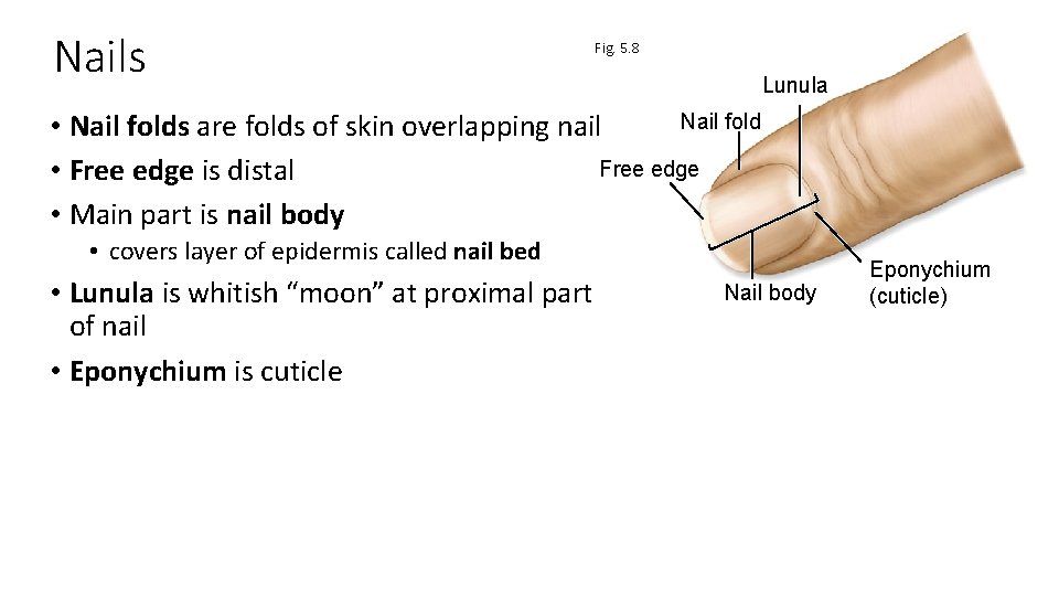 Nails Fig. 5. 8 Lunula Nail fold • Nail folds are folds of skin