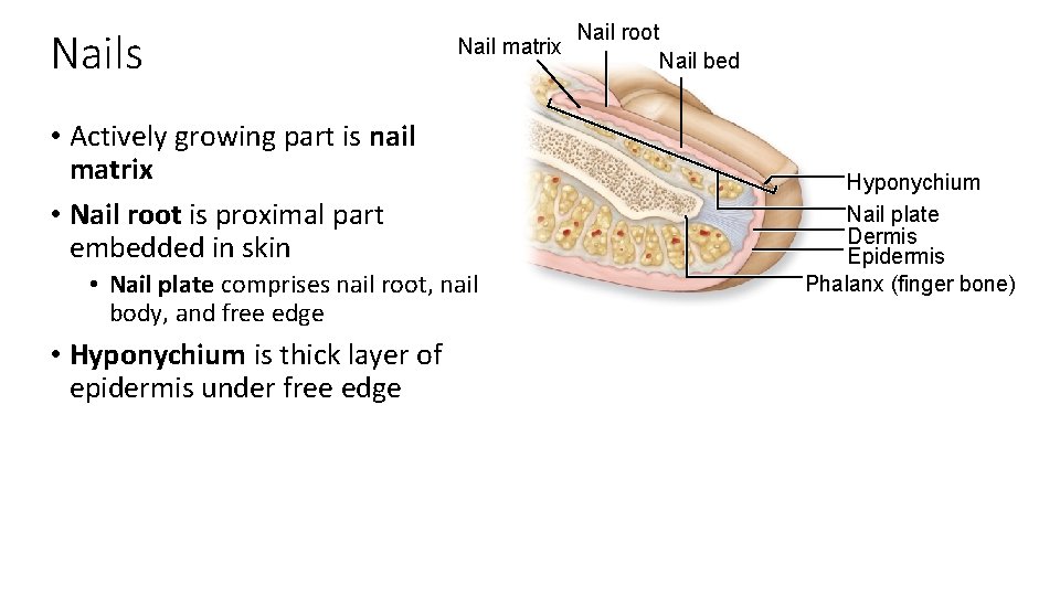 Nails Nail matrix • Actively growing part is nail matrix • Nail root is