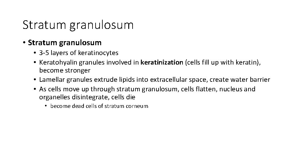 Stratum granulosum • 3 -5 layers of keratinocytes • Keratohyalin granules involved in keratinization