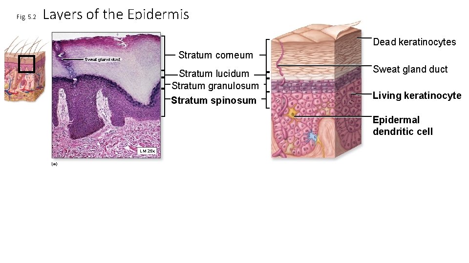 Fig. 5. 2 Layers of the Epidermis Dead keratinocytes Stratum corneum Sweat gland duct