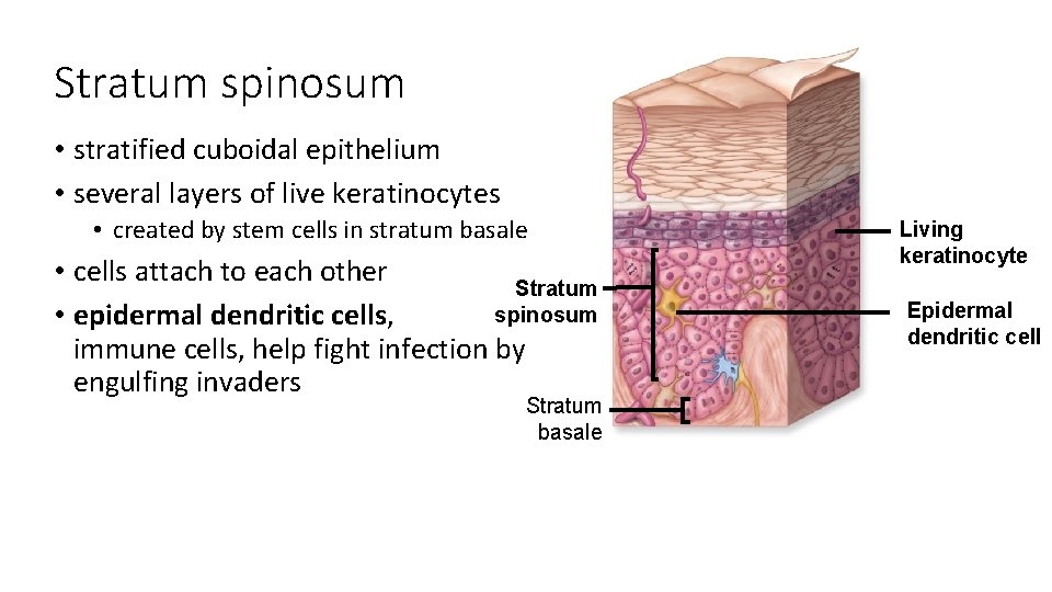 Stratum spinosum • stratified cuboidal epithelium • several layers of live keratinocytes • created