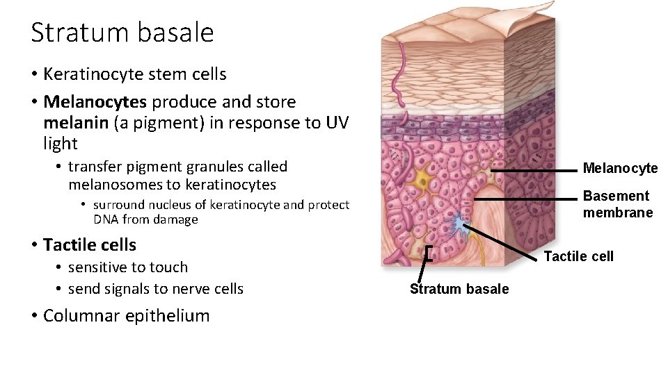 Stratum basale • Keratinocyte stem cells • Melanocytes produce and store melanin (a pigment)