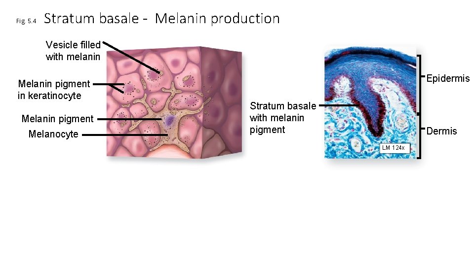 Fig. 5. 4 Stratum basale - Melanin production Vesicle filled with melanin Melanin pigment
