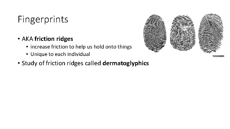 Fingerprints • AKA friction ridges • increase friction to help us hold onto things