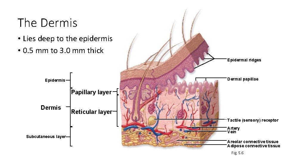 The Dermis • Lies deep to the epidermis • 0. 5 mm to 3.
