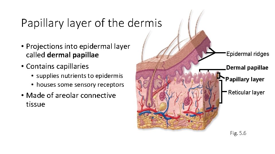 Papillary layer of the dermis • Projections into epidermal layer called dermal papillae •