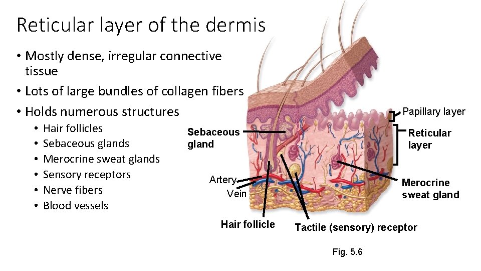 Reticular layer of the dermis • Mostly dense, irregular connective tissue • Lots of