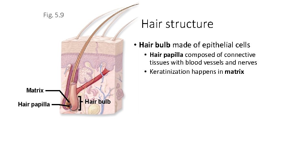Fig. 5. 9 Hair structure • Hair bulb made of epithelial cells • Hair