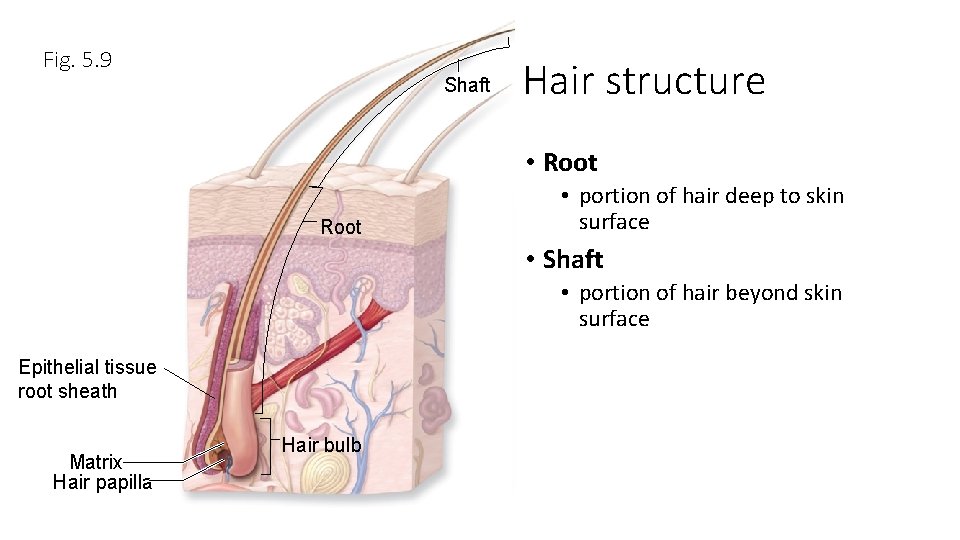 Fig. 5. 9 Shaft Hair structure • Root • portion of hair deep to