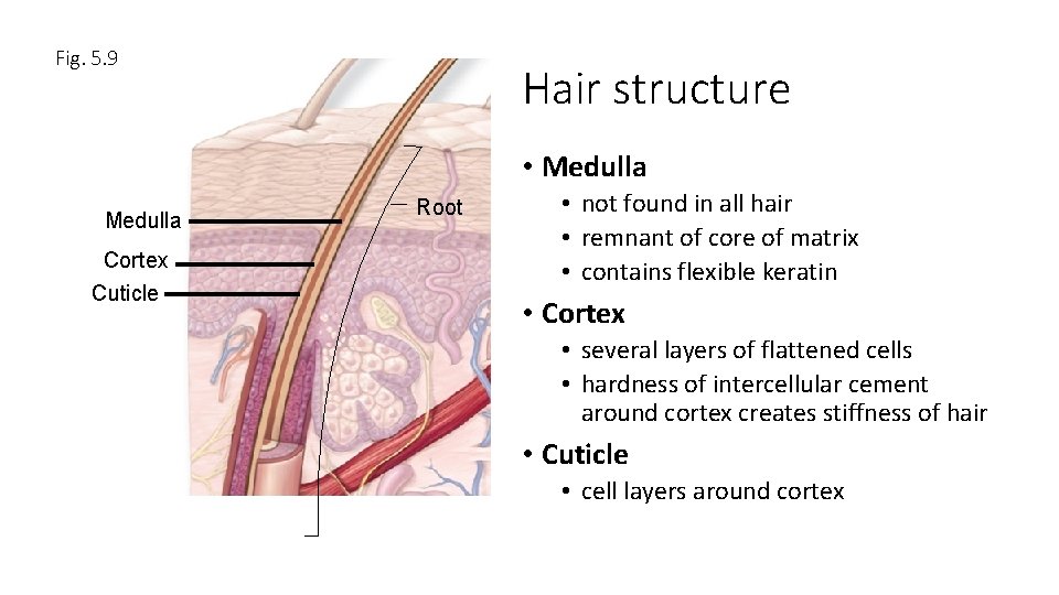 Fig. 5. 9 Hair structure • Medulla Cortex Cuticle Root • not found in