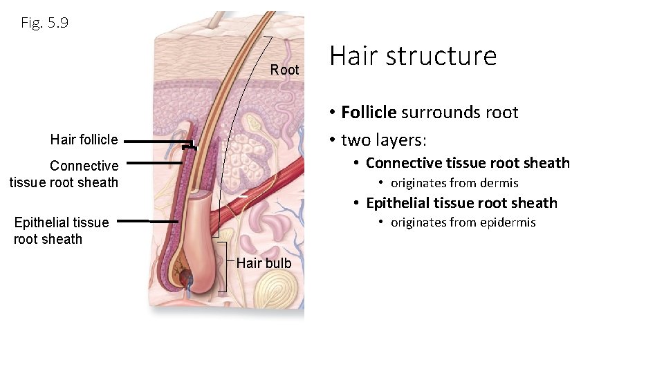 Fig. 5. 9 Root Hair structure • Follicle surrounds root • two layers: Hair