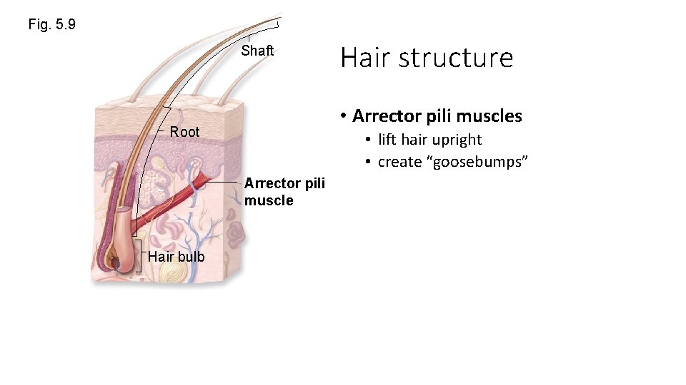 Fig. 5. 9 Shaft • Arrector pili muscles Root • lift hair upright •