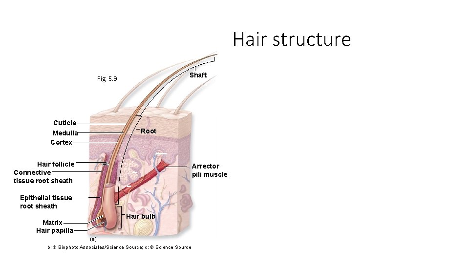 Hair structure Shaft Fig. 5. 9 Cuticle Medulla Cortex Root Hair follicle Connective tissue