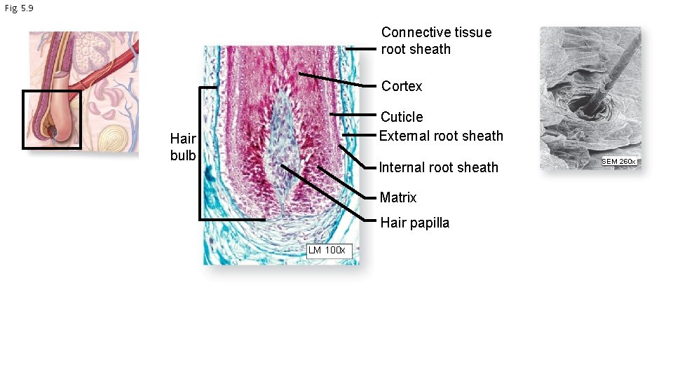 Fig. 5. 9 Connective tissue root sheath Cortex Cuticle External root sheath Hair bulb