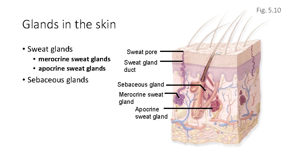 Fig. 5. 10 Glands in the skin • Sweat glands • merocrine sweat glands