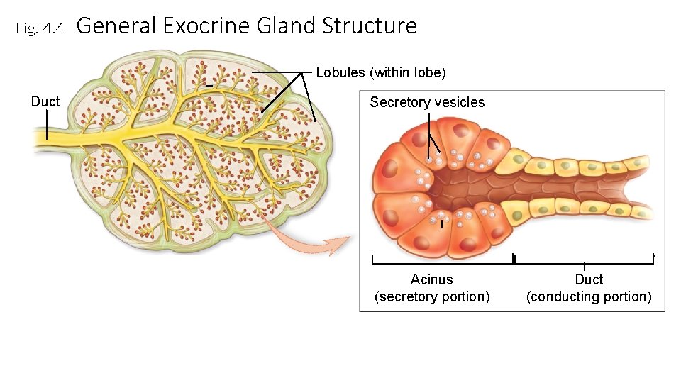 Fig. 4. 4 General Exocrine Gland Structure Lobules (within lobe) Duct Secretory vesicles Acinus