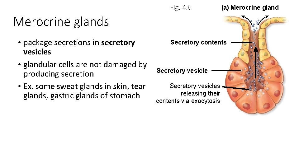 Fig. 4. 6 (a) Merocrine glands • package secretions in secretory vesicles • glandular