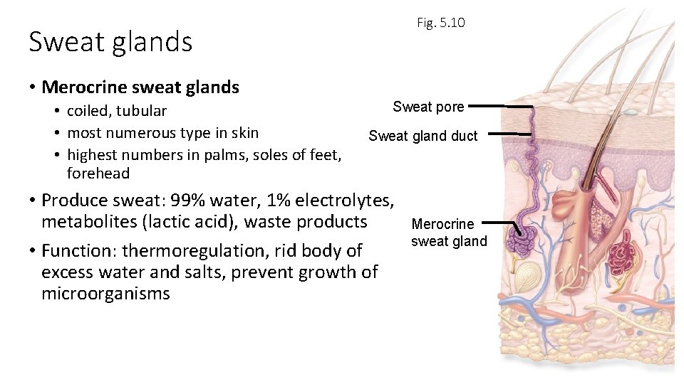 Fig. 5. 10 Sweat glands • Merocrine sweat glands • coiled, tubular • most