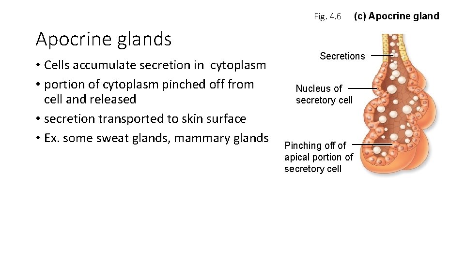 Fig. 4. 6 Apocrine glands • Cells accumulate secretion in cytoplasm • portion of