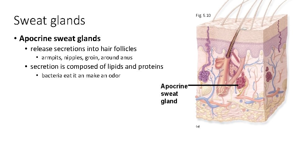 Sweat glands Fig. 5. 10 • Apocrine sweat glands • release secretions into hair