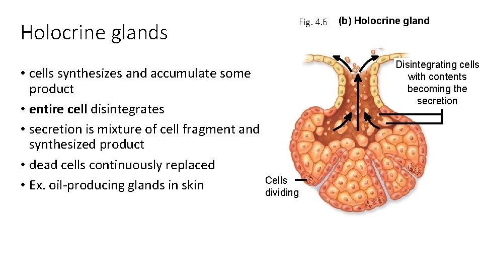 Holocrine glands • cells synthesizes and accumulate some product • entire cell disintegrates •