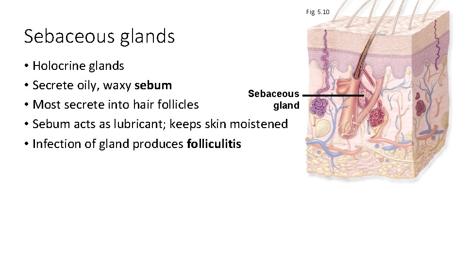 Fig. 5. 10 Sebaceous glands • Holocrine glands • Secrete oily, waxy sebum Sebaceous