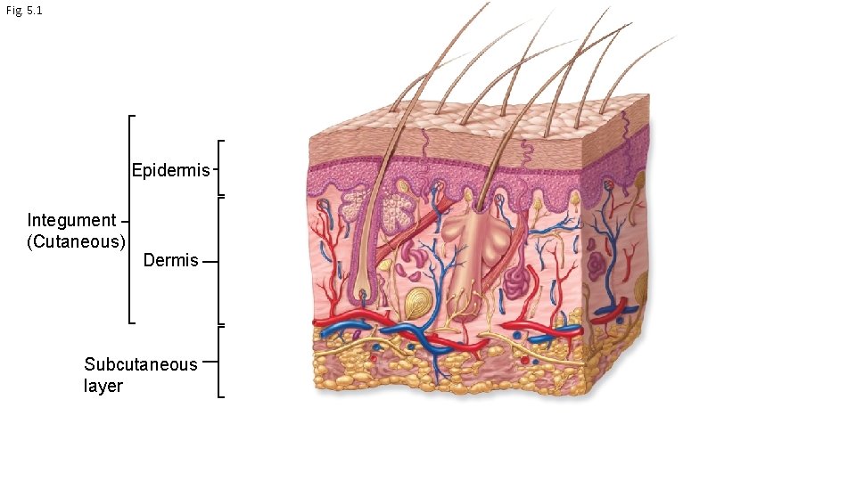 Fig. 5. 1 Epidermis Integument (Cutaneous) Dermis Subcutaneous layer 